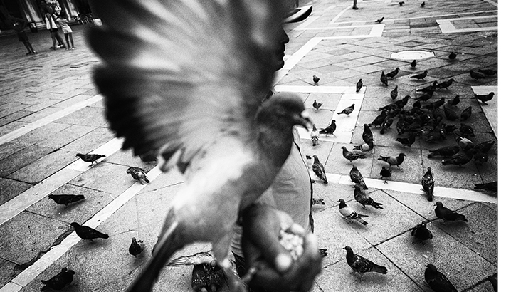 Perfect Landing in Venice